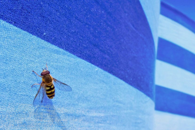 Bienen- oder Wespenstiche sind extrem schmerzhaft und können unter Umständen auch in der Schwangerschaft wirklich gefährlich werden.