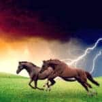 Pferde und Blitzschlag: Die Präeklampsie erklärt